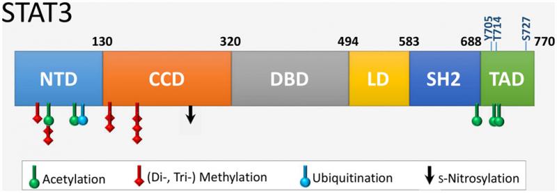 Figure 3. Domain structure of STAT3 (https://www.frontiersin.org/articles/10.3389/fcvm.2015.